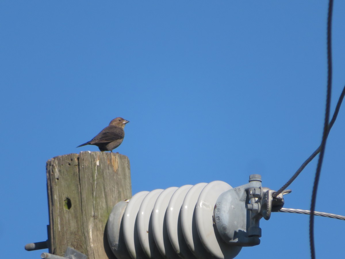 Braunkopf-Kuhstärling - ML644649962