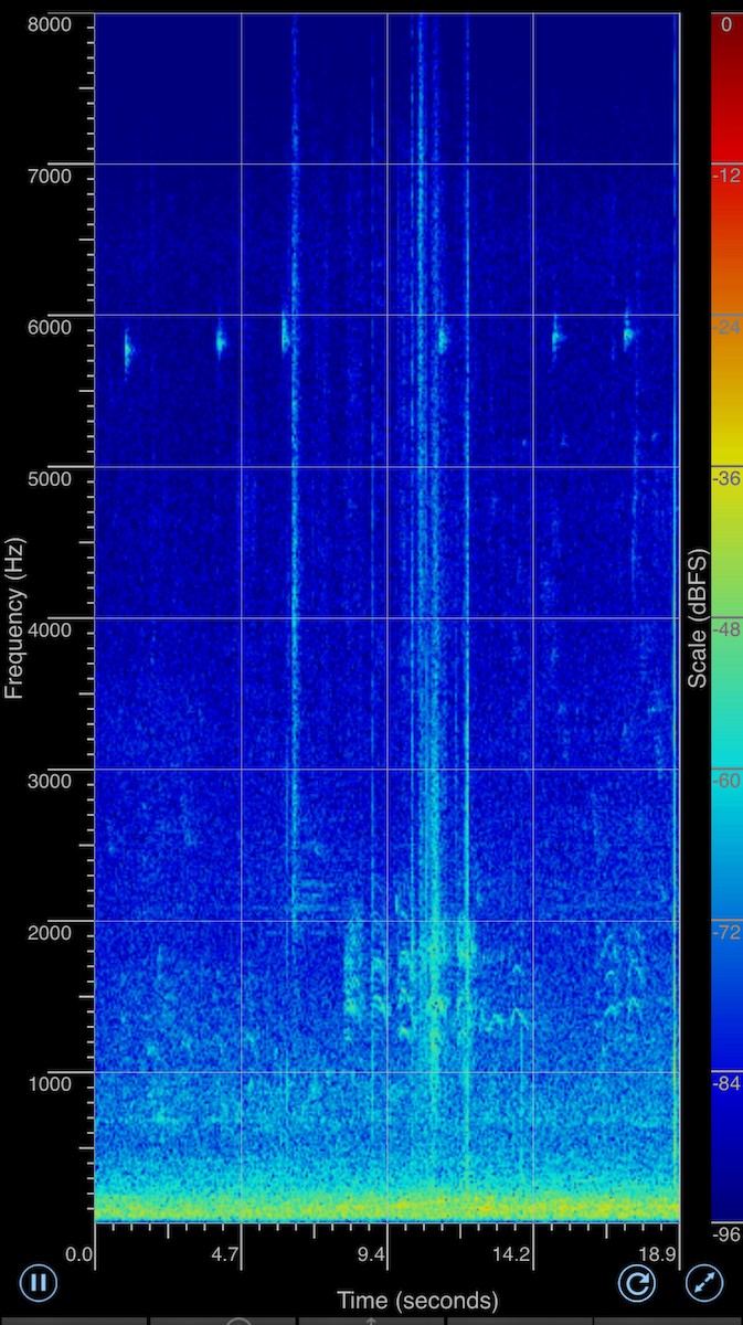 淡腳柳鶯 - ML644649963