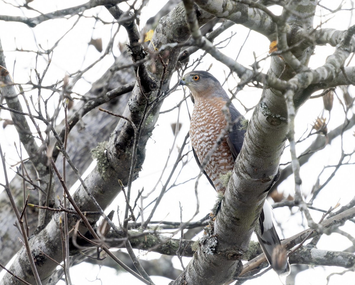 trostehauk - ML644649965