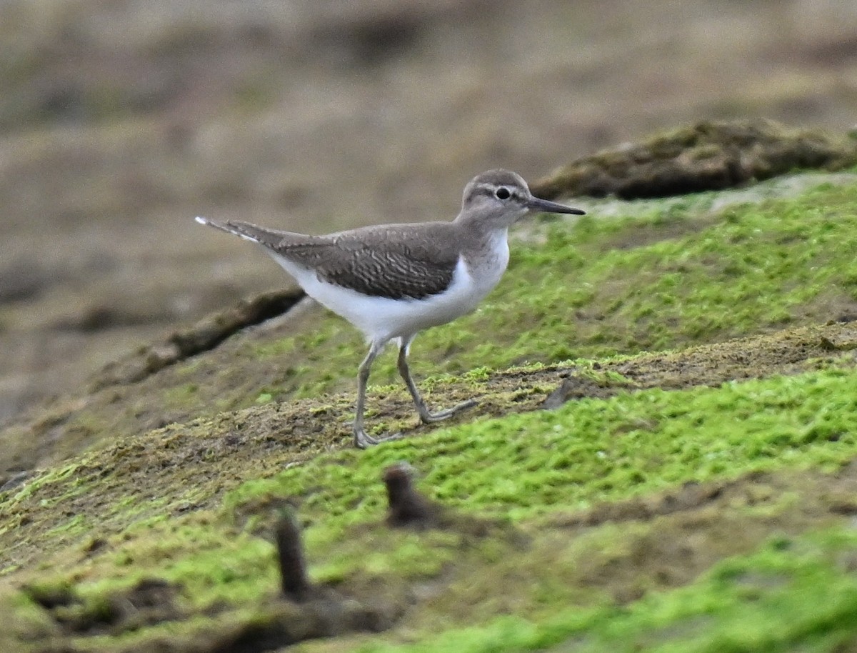 ביצנית לבנת-בטן - ML644649966