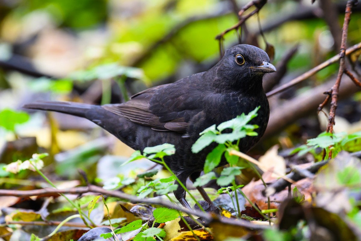 Eurasian Blackbird - ML644649970