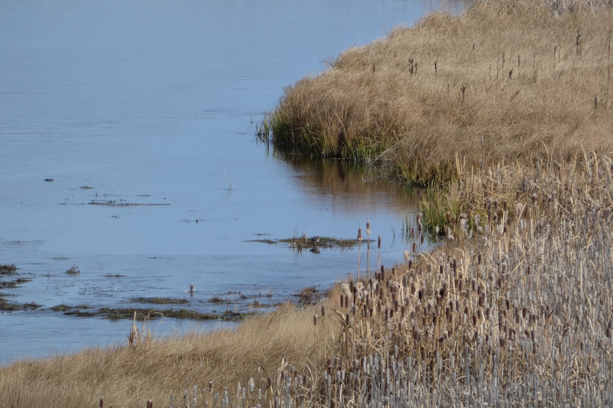 Wilson's Snipe - ML644649971