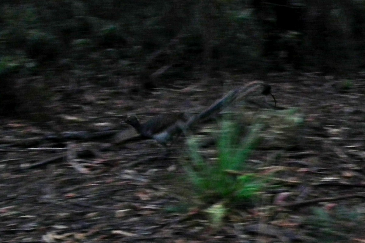 lyrochvost nádherný - ML644649982