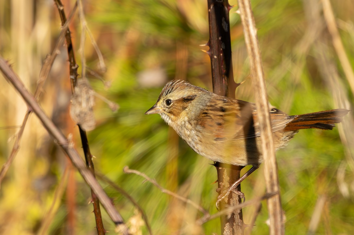 Sumpfammer - ML644649984