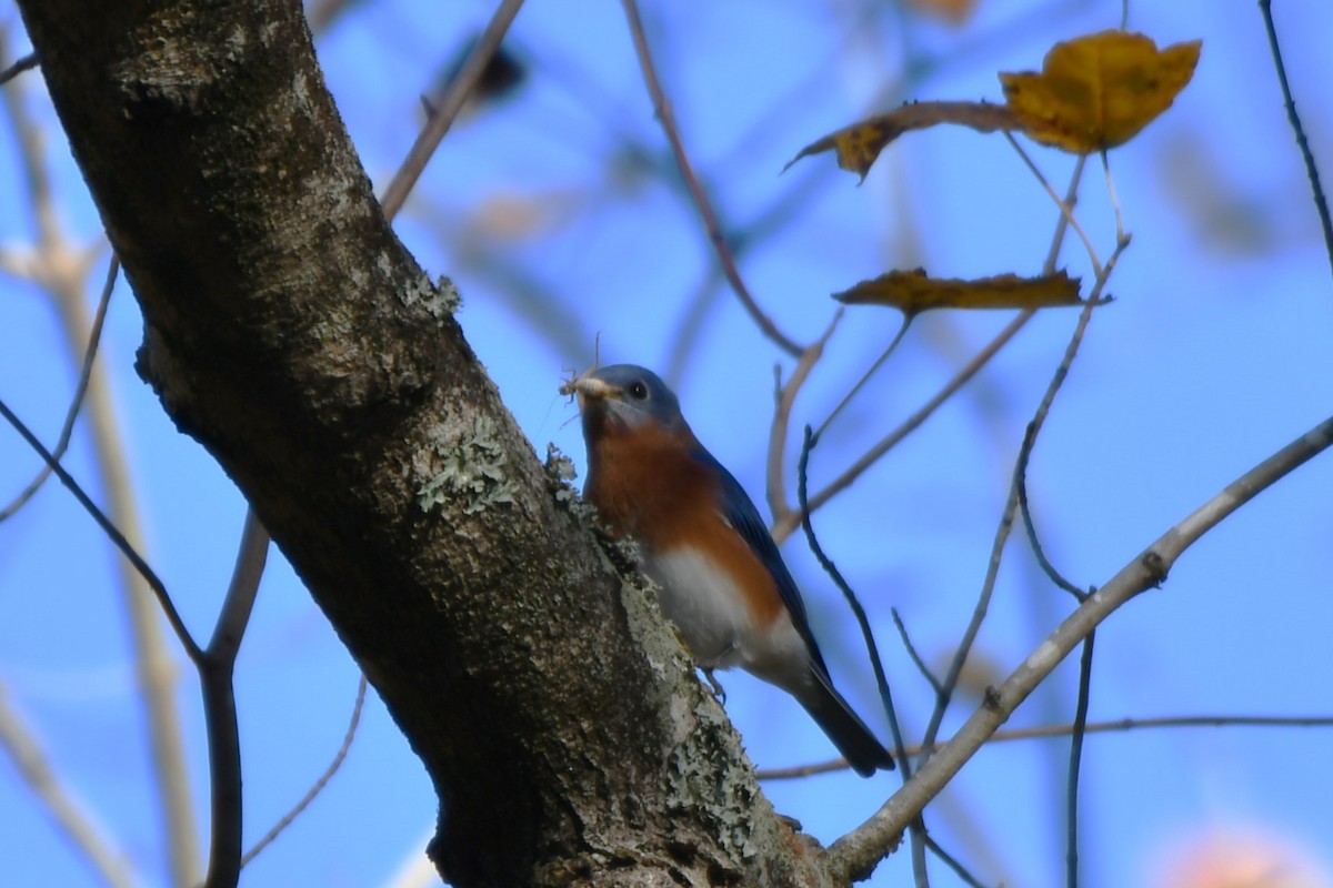 Eastern Bluebird - ML644649985