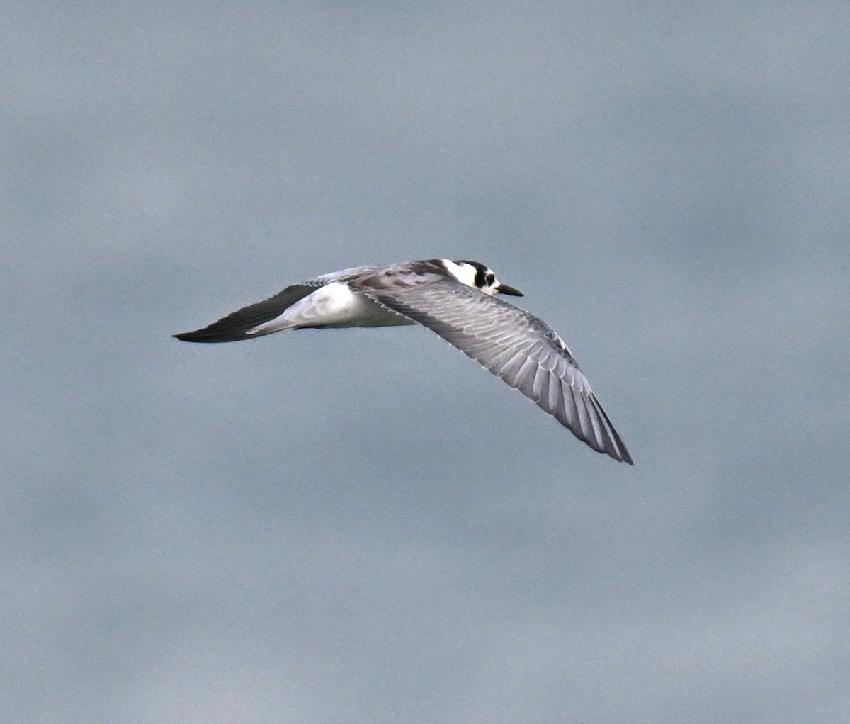 מירומית לבנת-כנף - ML644649989