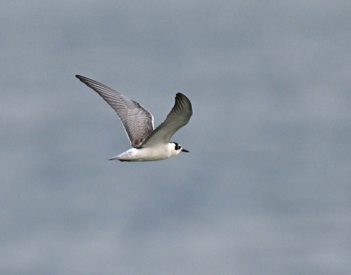 מירומית לבנת-כנף - ML644649990