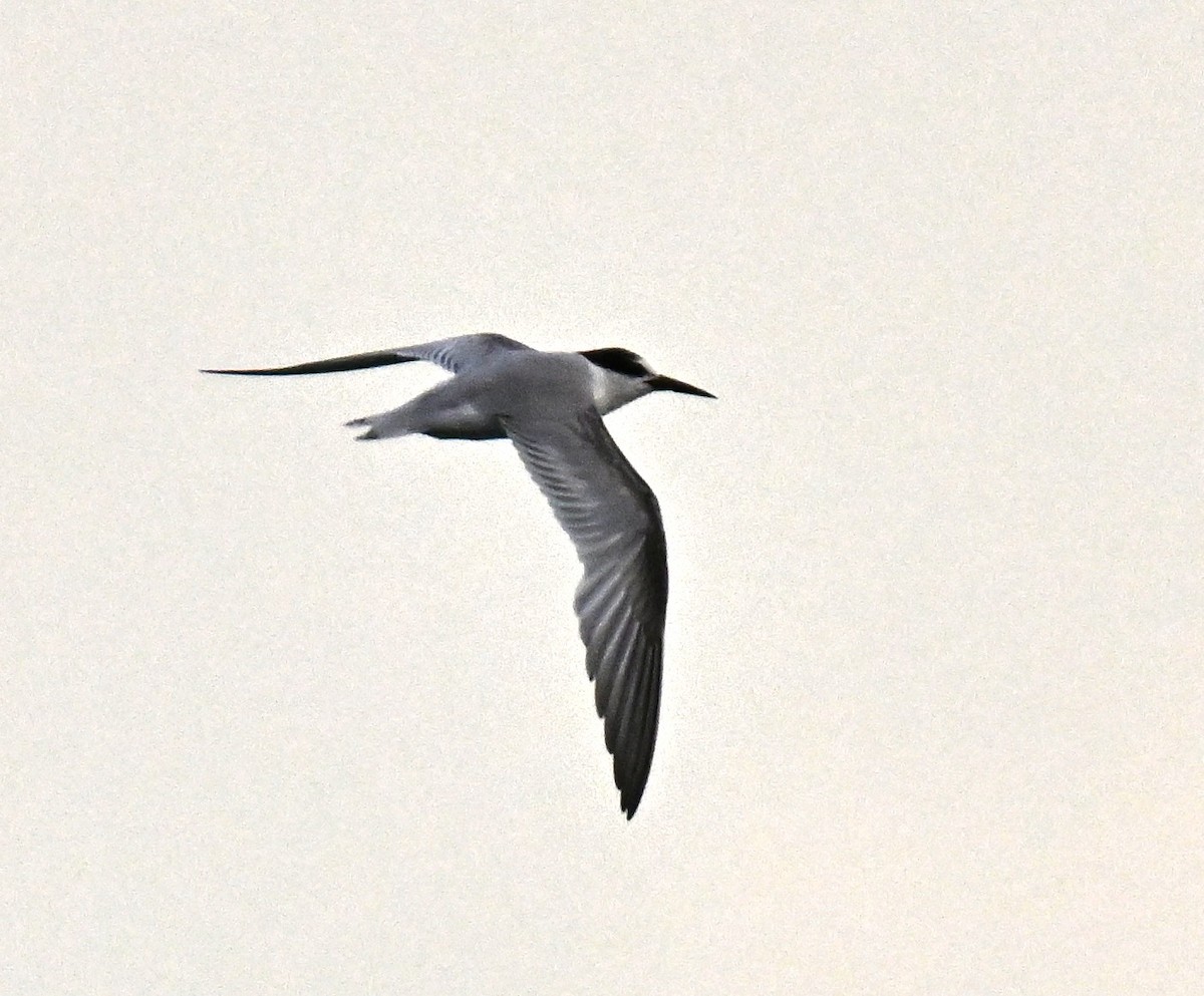 מירומית לבנת-כנף - ML644649992