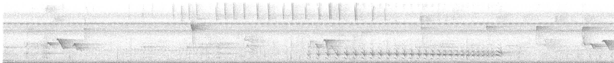 Batará Barrado - ML644649993