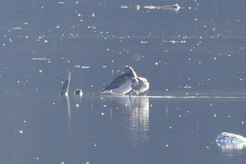 長嘴半蹼鷸 - ML644649995