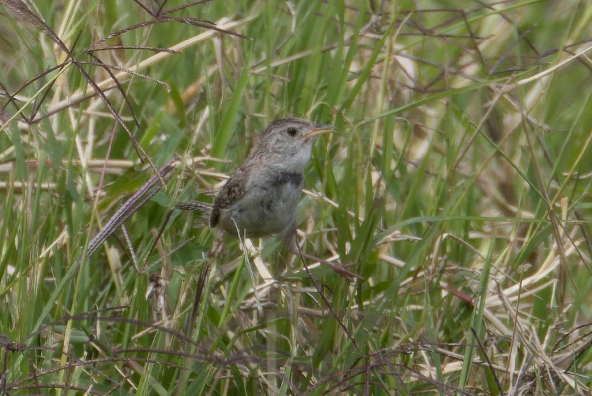 Grass Wren - ML644649996