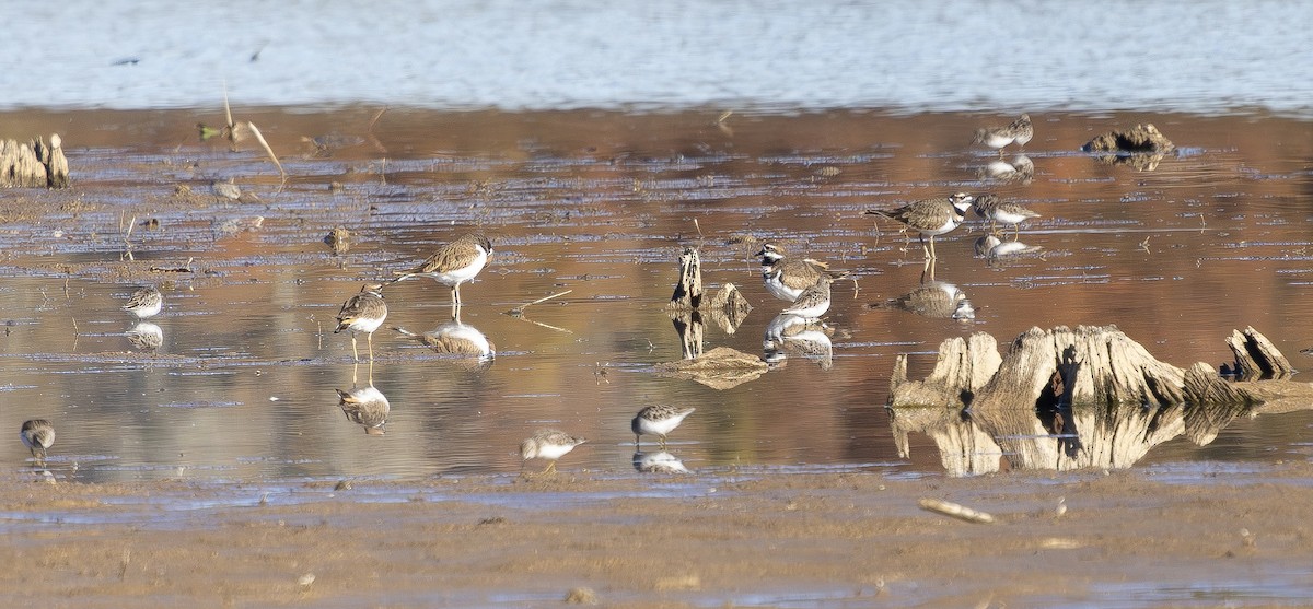 Least Sandpiper - ML644650004