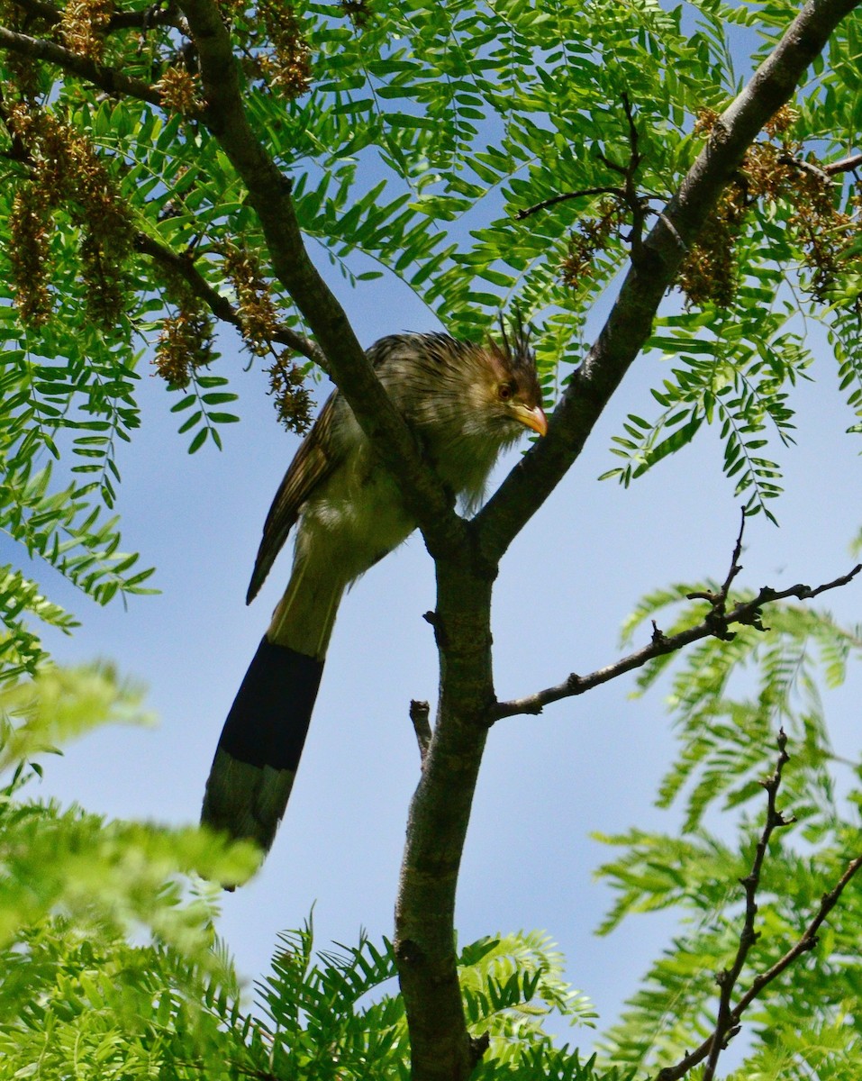 Guira Cuckoo - ML644650009