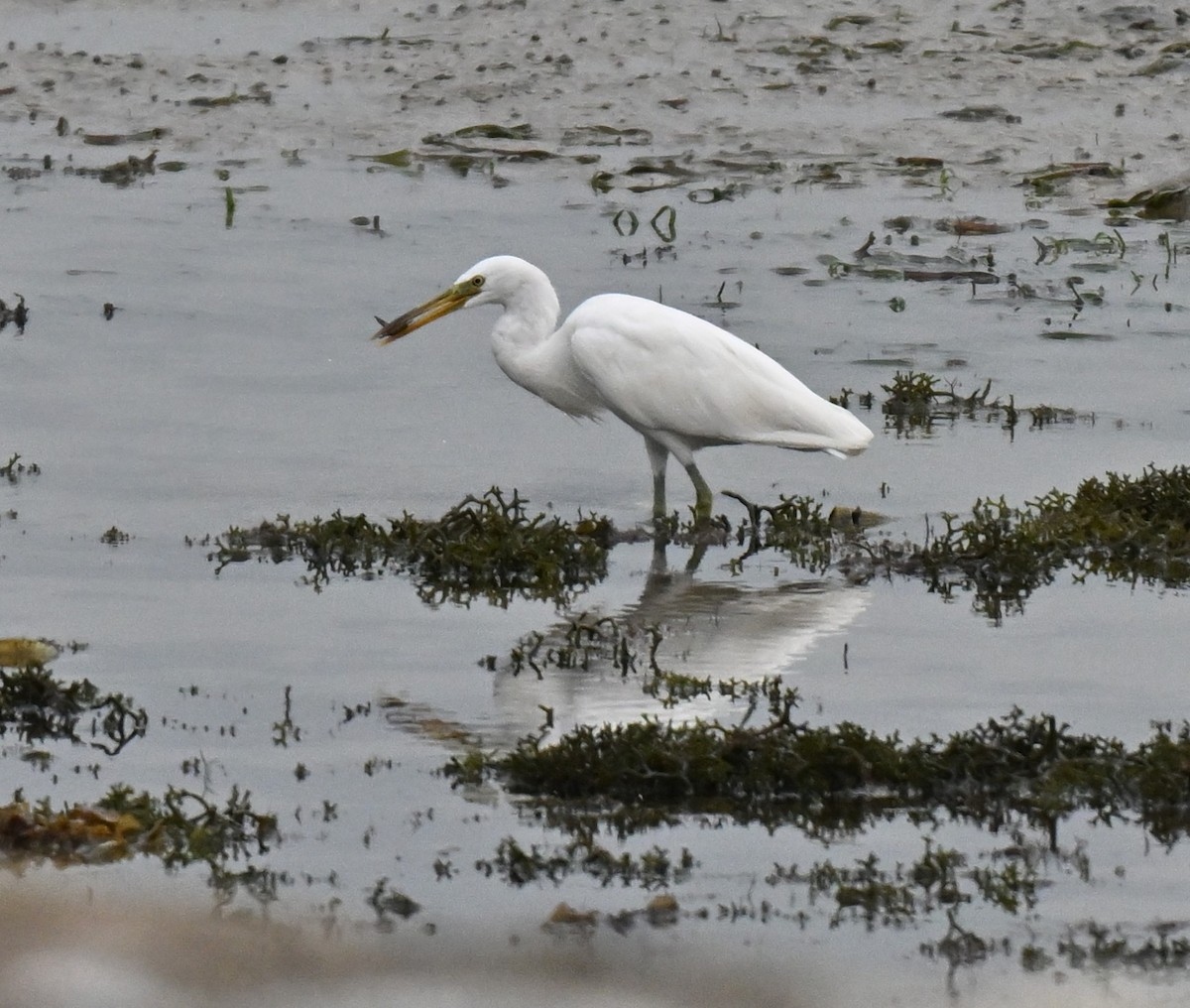 Pacific Reef-Heron - ML644650013