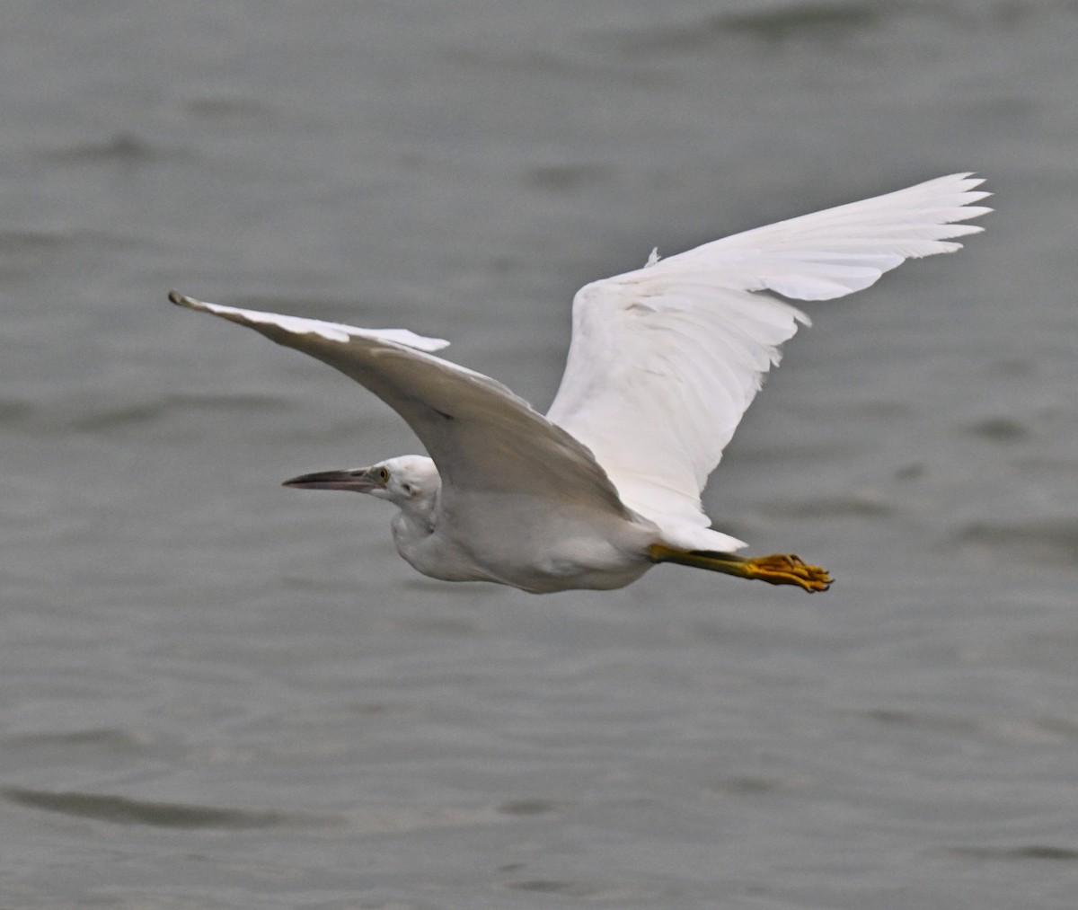 Pacific Reef-Heron - ML644650014