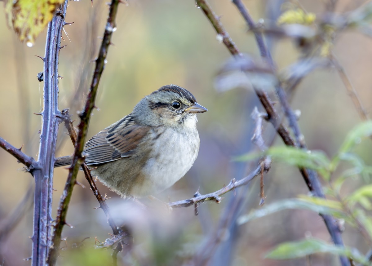 Swamp Sparrow - ML644650016