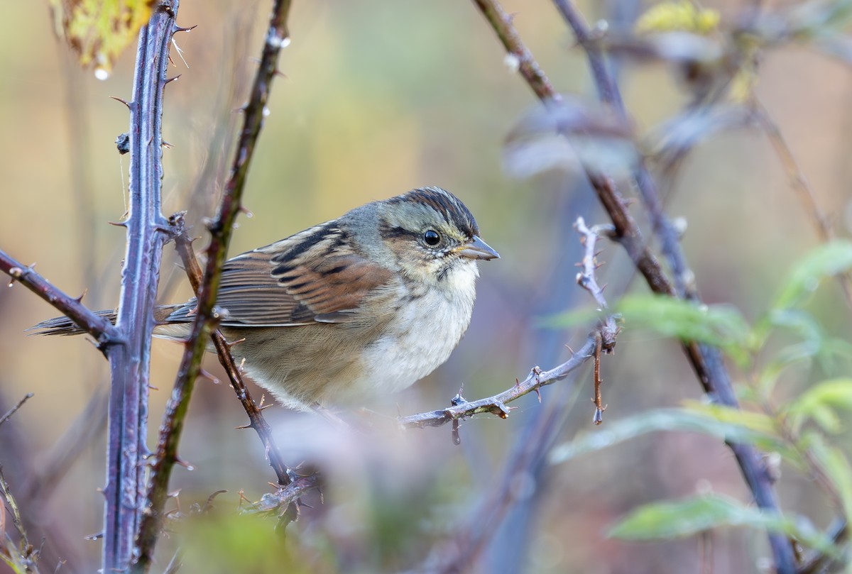 Swamp Sparrow - ML644650017