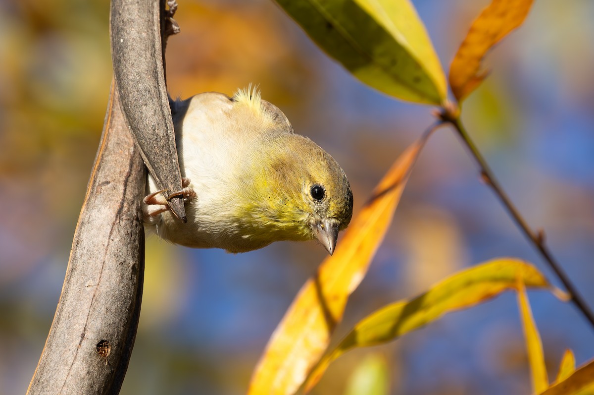 čížek žlutý - ML644650020