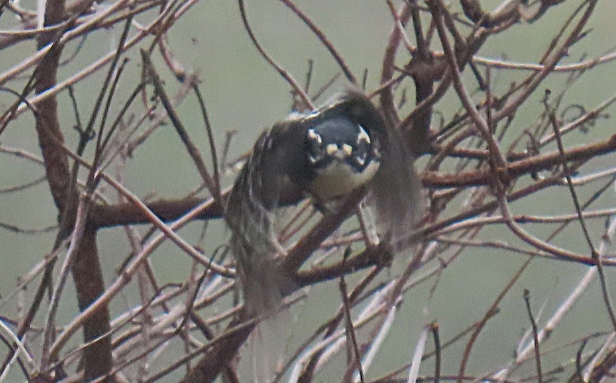 Nuttallspecht - ML644650022