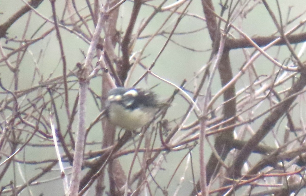 Nuttallspecht - ML644650023