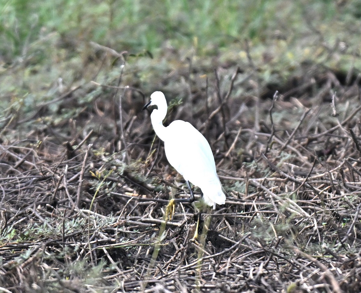 לבנית קטנה - ML644650024