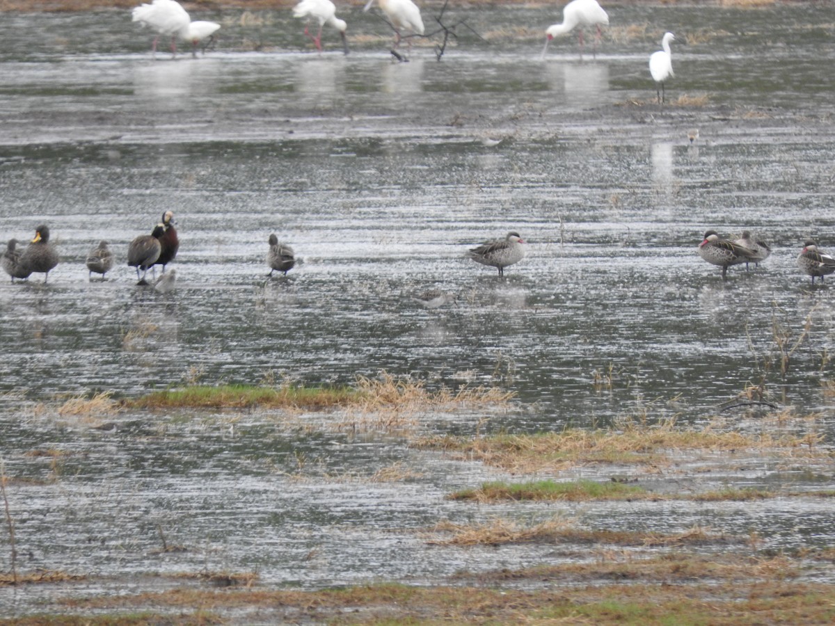 שרשיר אדום-מקור - ML644650031
