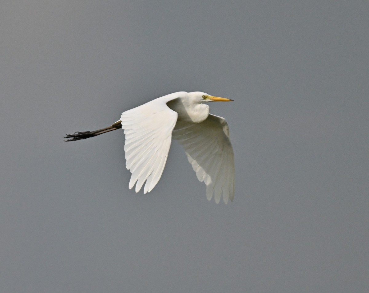 לבנית גדולה - ML644650032