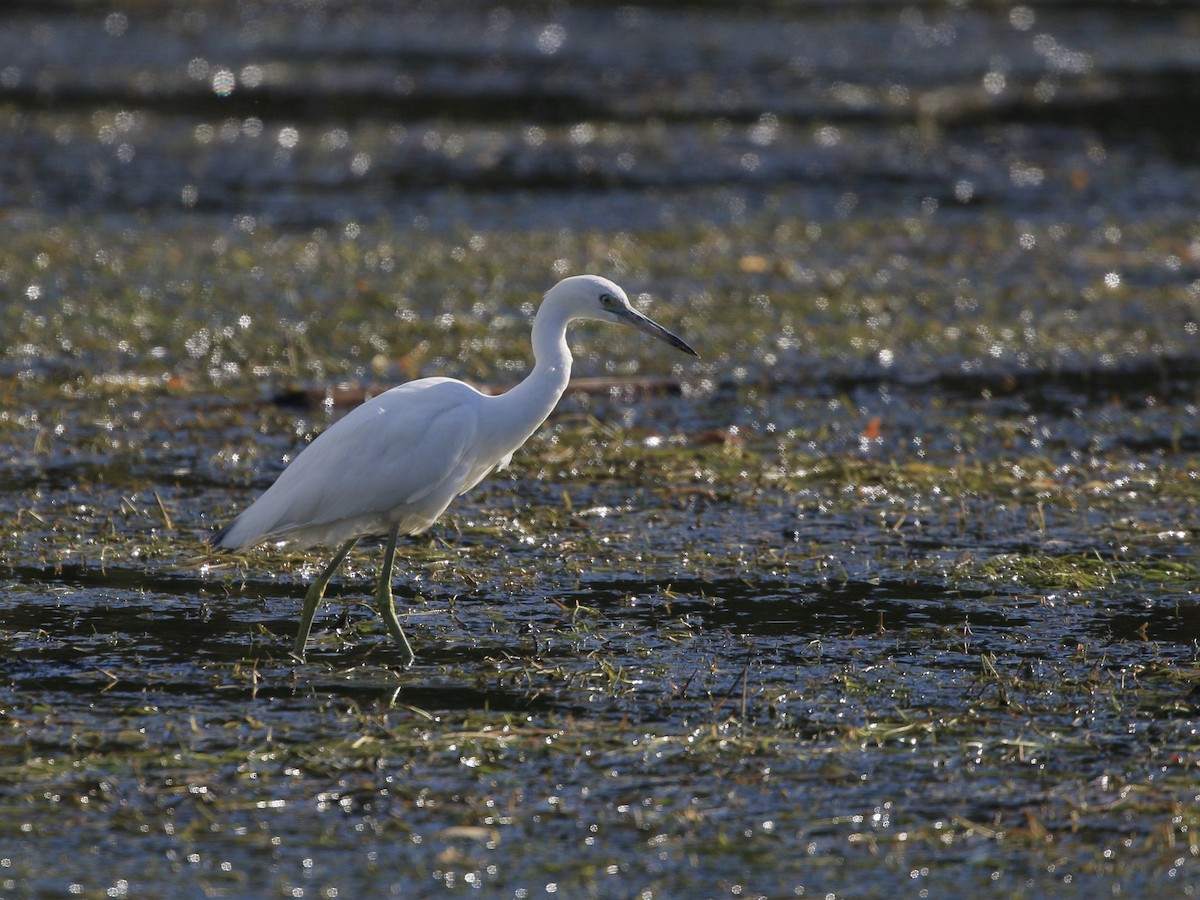 Little Blue Heron - ML644650035