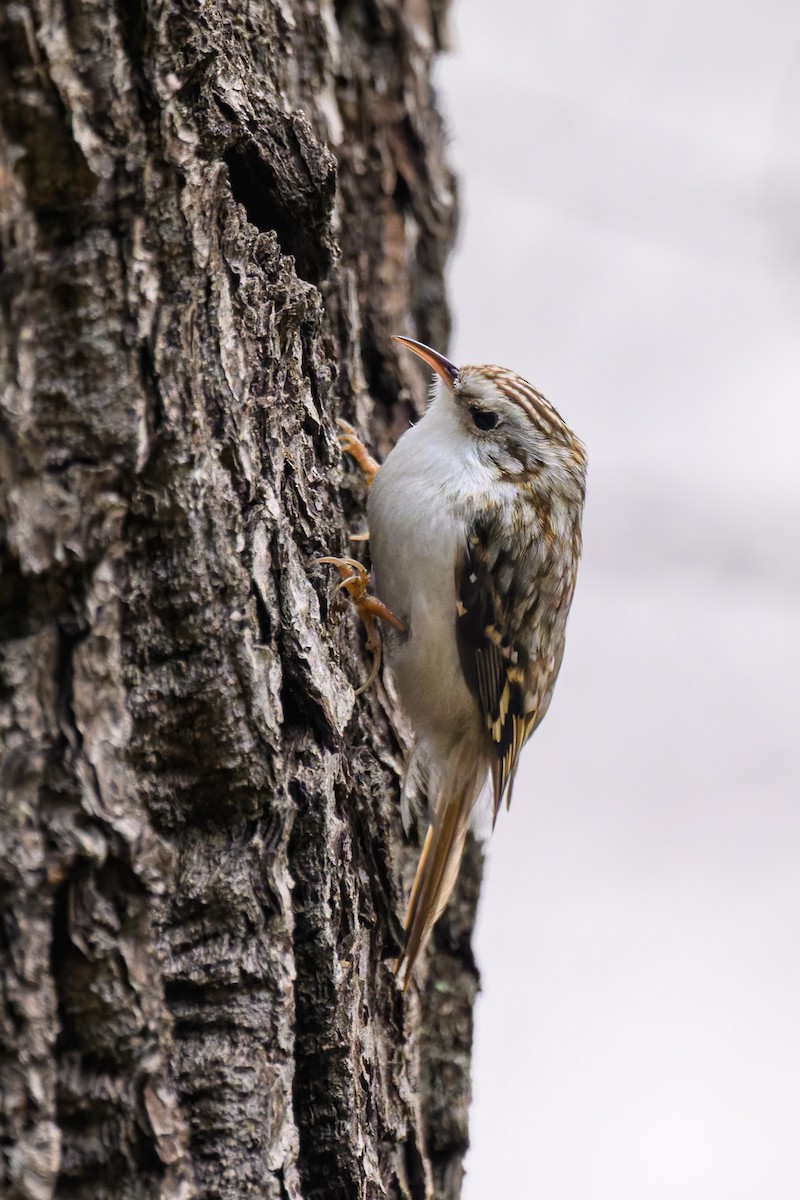 Eurasian Treecreeper - ML644650038