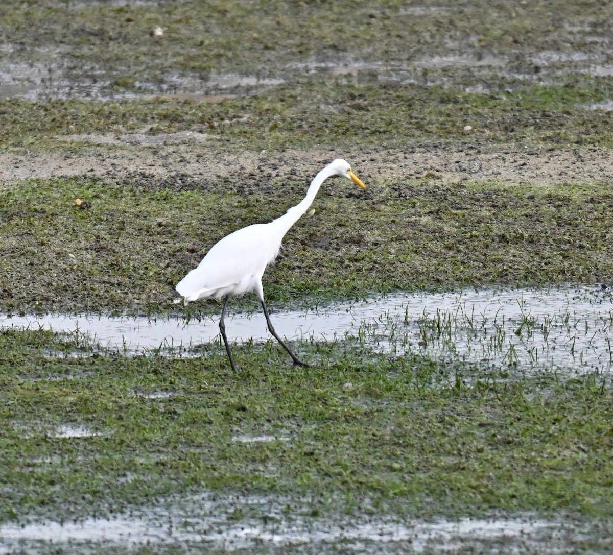 לבנית גדולה - ML644650040