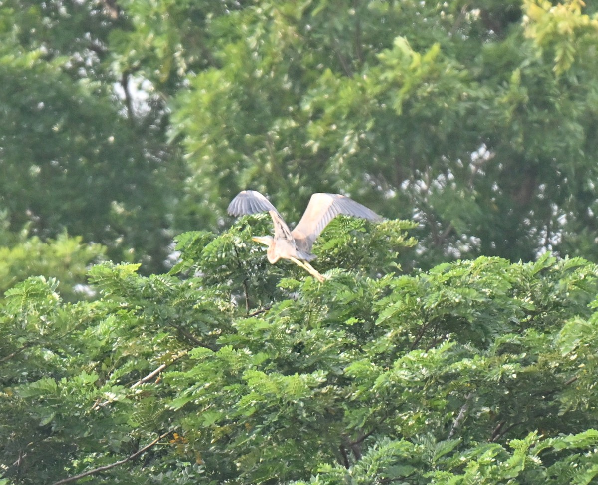 אנפה ארגמנית - ML644650047