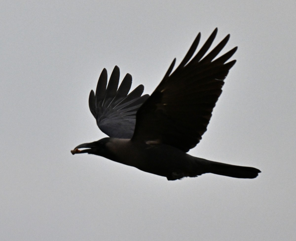 עורב הודי - ML644650052