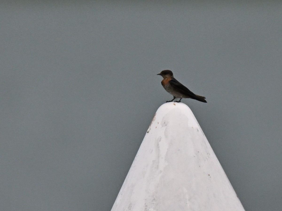 Pacific Swallow - ML644650057