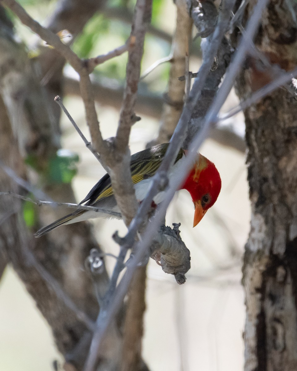 Red-headed Weaver - ML644650059