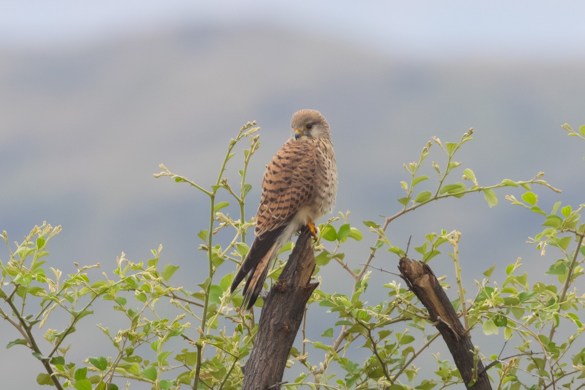 Eurasian Kestrel - ML644650060