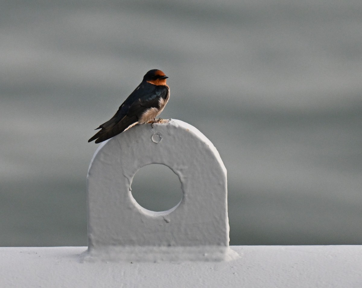 Pacific Swallow - ML644650063