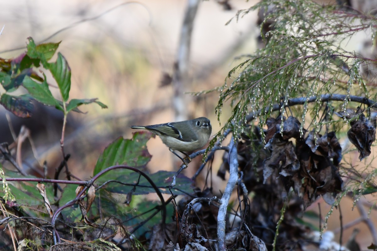 Rubingoldhähnchen - ML644650070