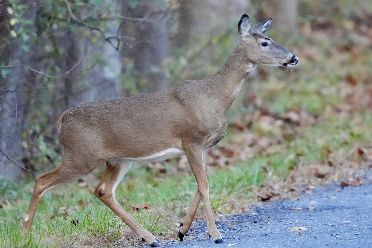 Animals - ML644650071