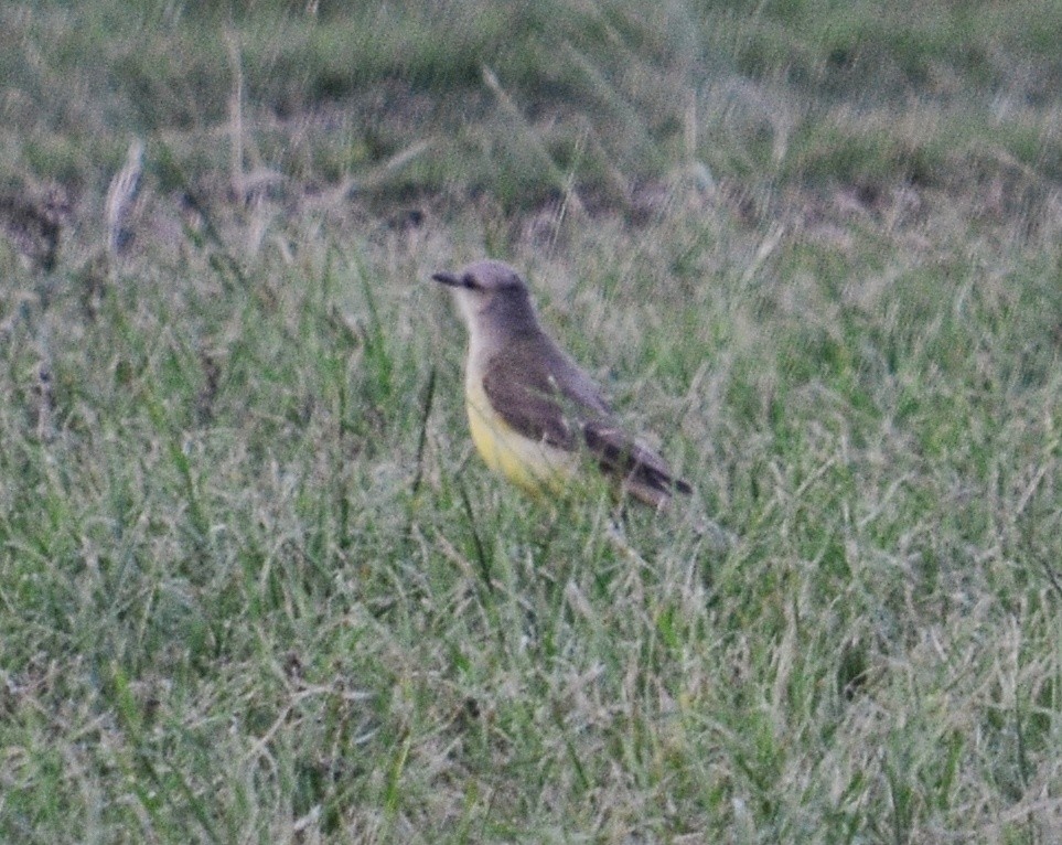 Tyran querelleur - ML644650076