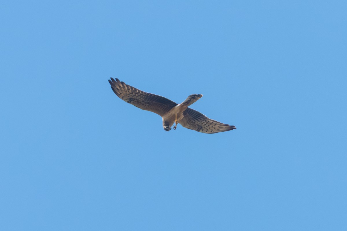 Montagu's Harrier - ML644650077