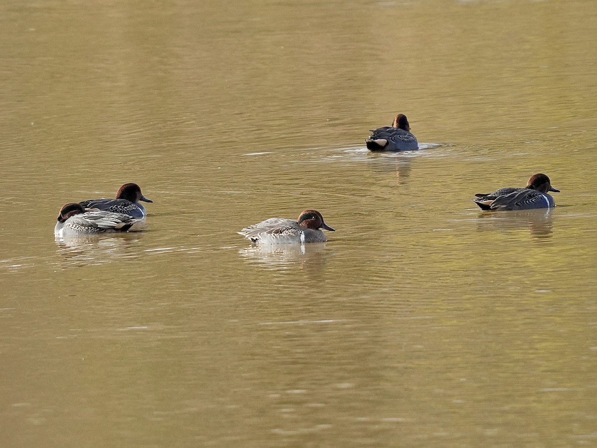 Green-winged Teal - ML644650086