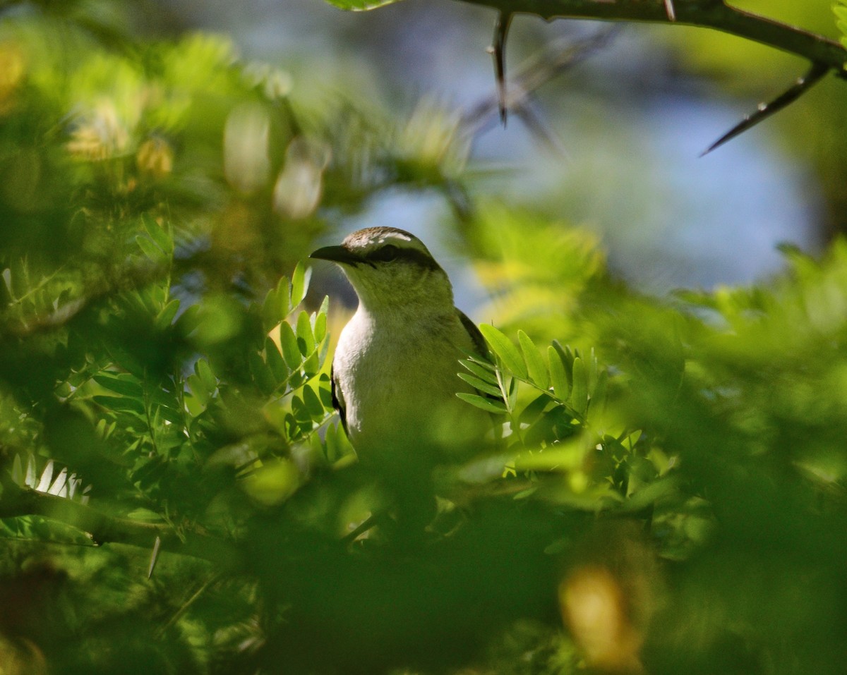 マミジロマネシツグミ - ML644650088