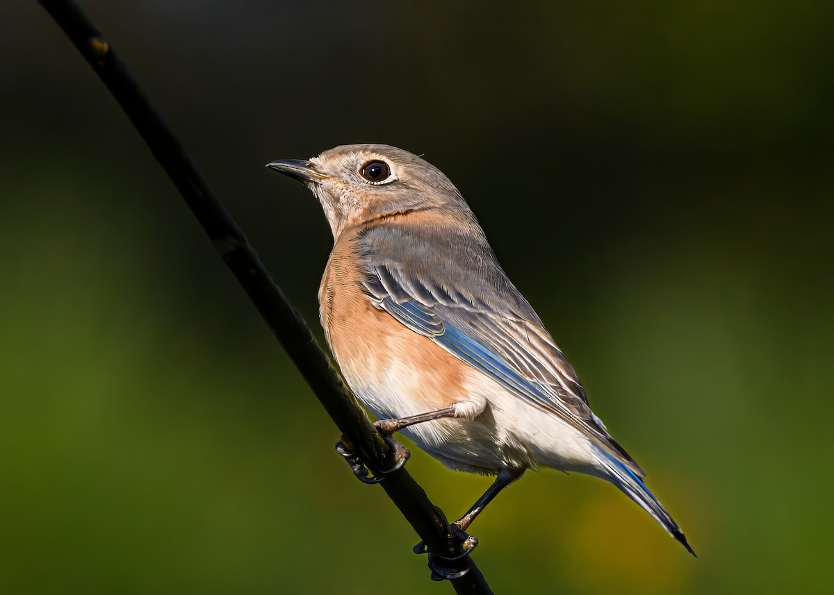 Eastern Bluebird - ML644650098