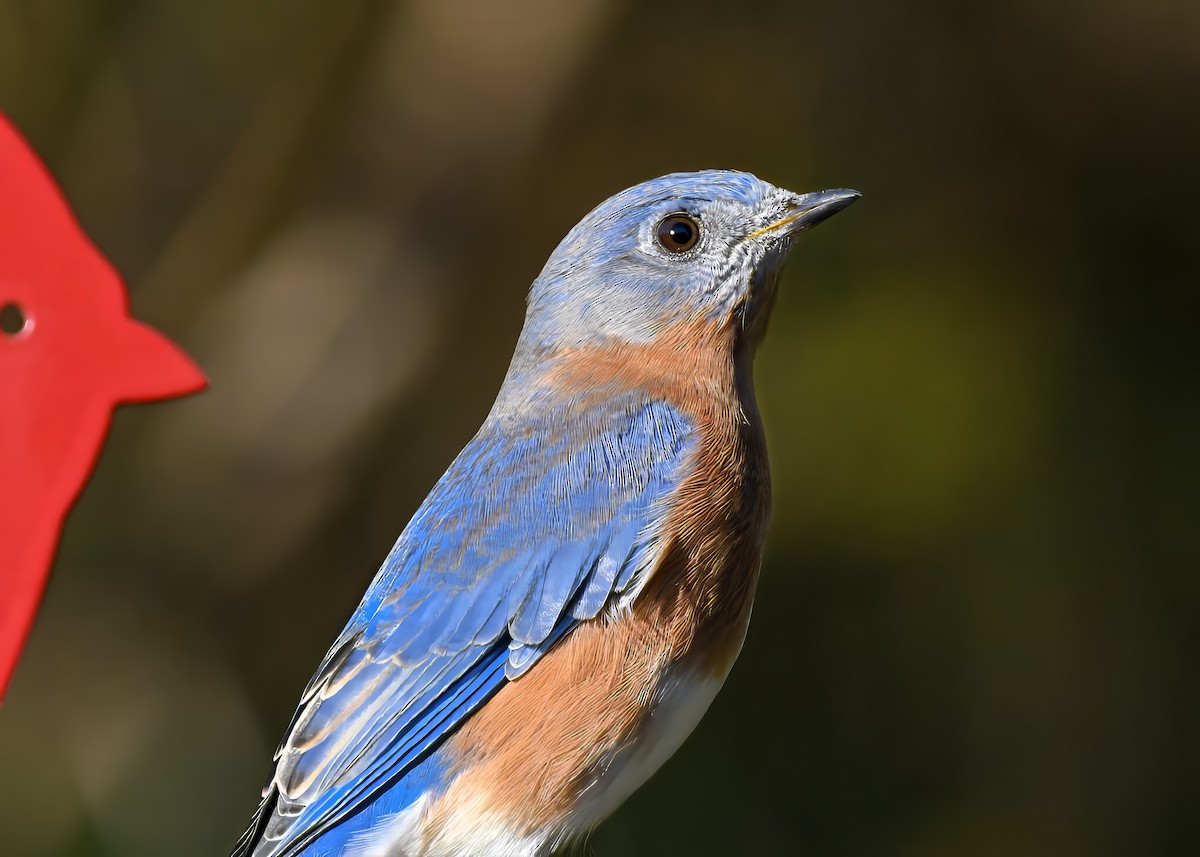 Eastern Bluebird - ML644650099
