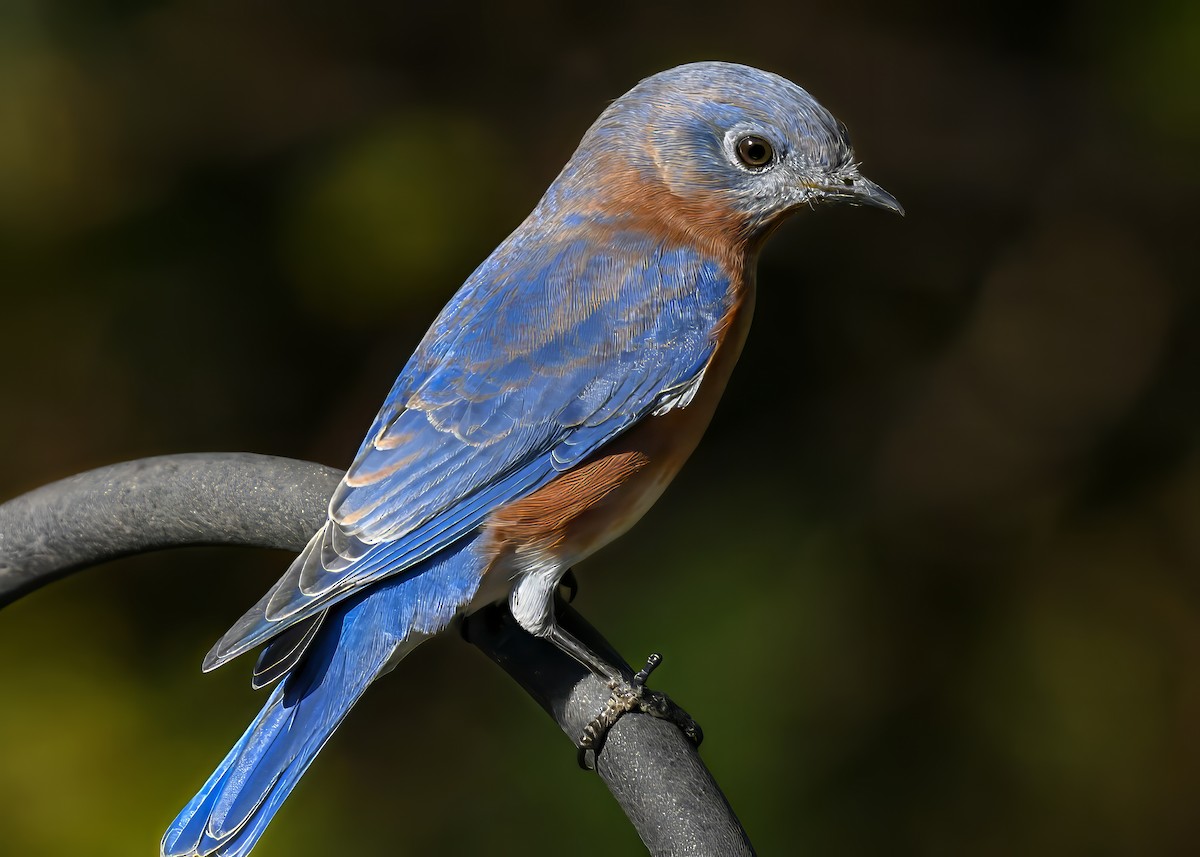Eastern Bluebird - ML644650100