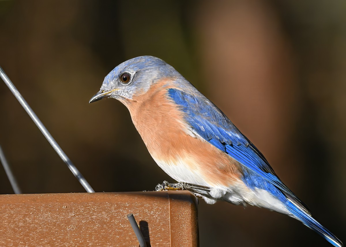 Eastern Bluebird - ML644650101