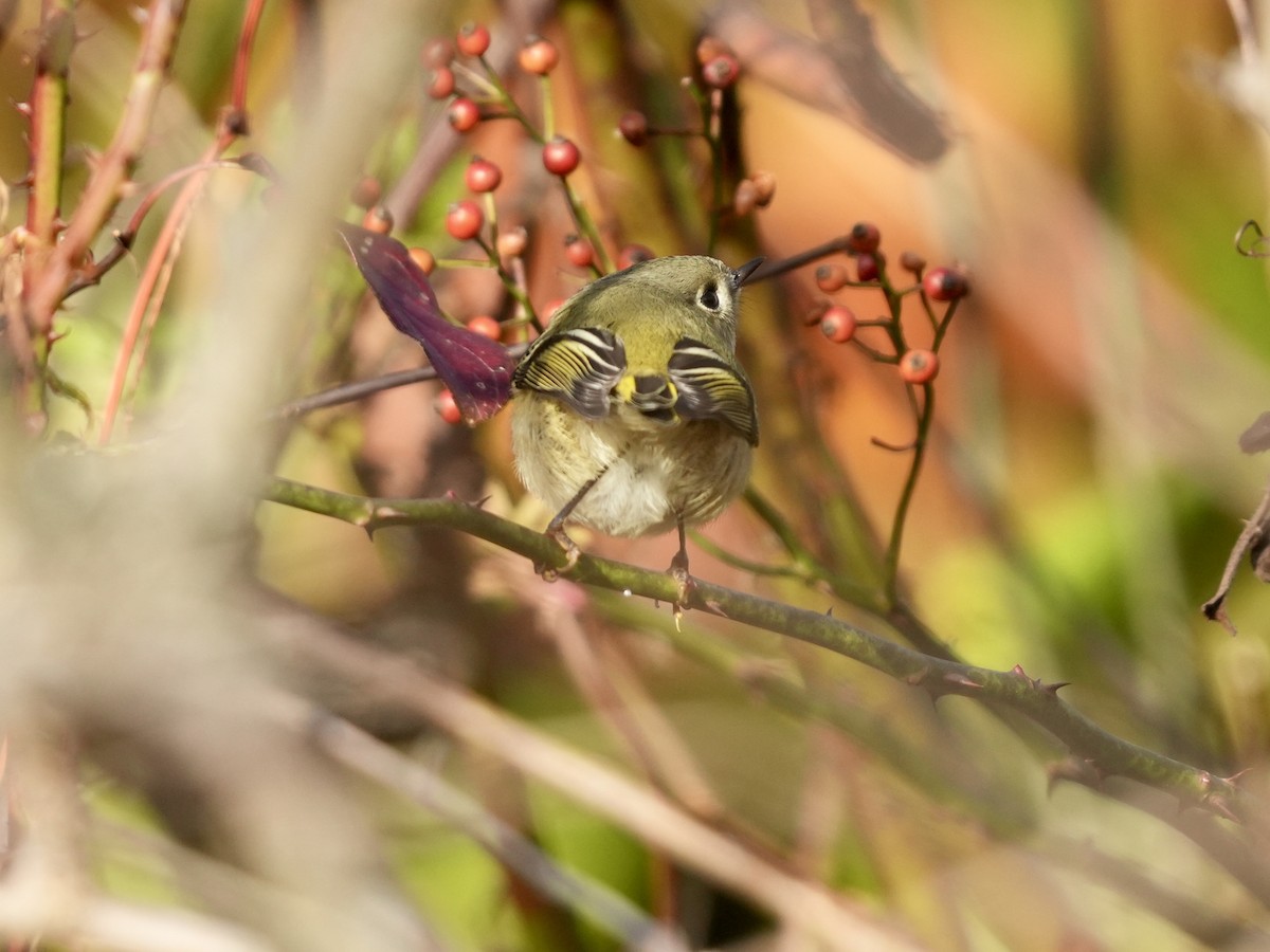 Rubingoldhähnchen - ML644650102