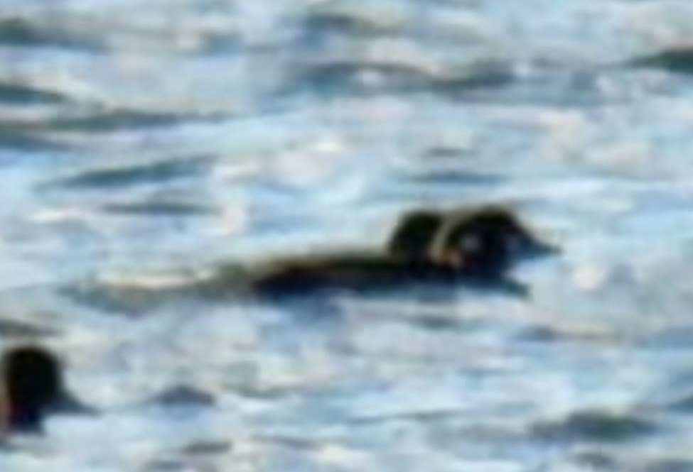 Хотгуужин чөрх - ML644650104