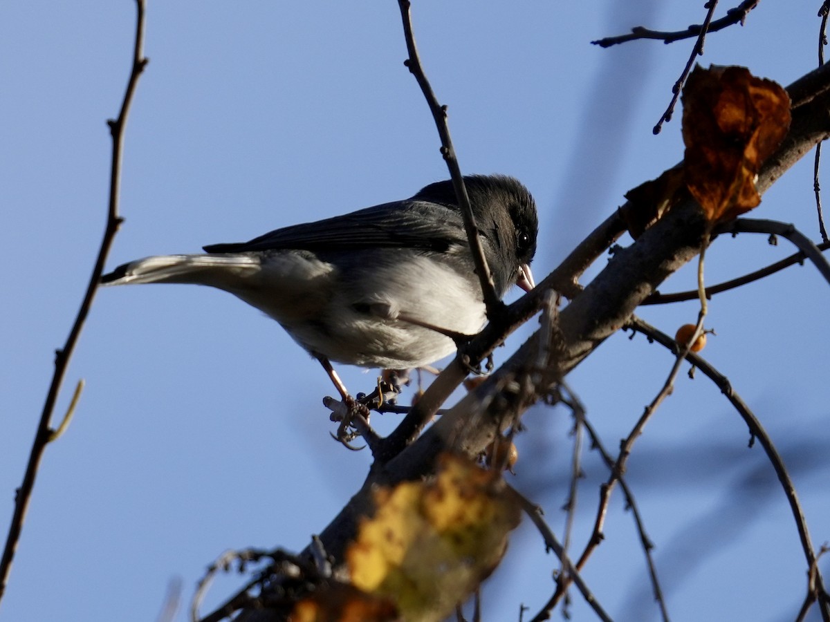 Dark-eyed Junco - ML644650108
