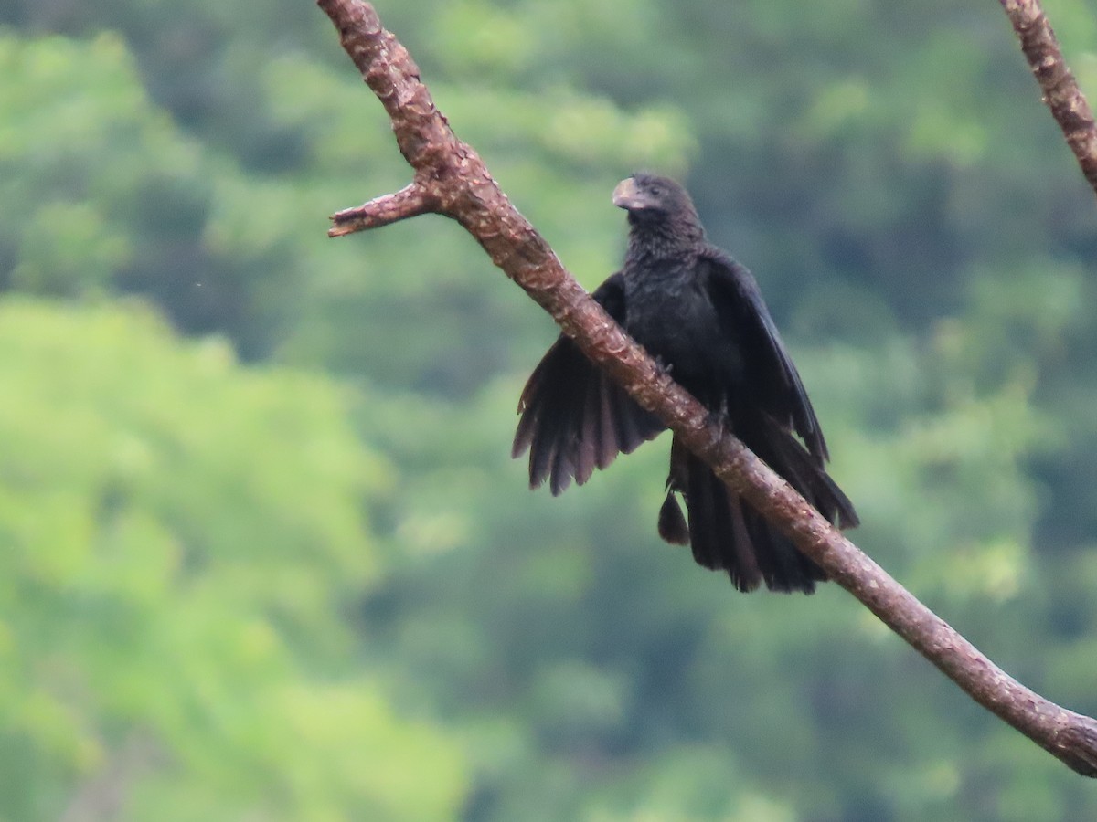 Smooth-billed Ani - ML644650115